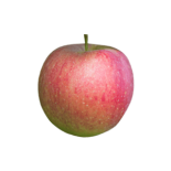 תפוח עץ ענה