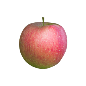 תפוח עץ ענה תפוח עץ ענה