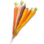 Carrot Rainbow Mix גזר צבעוני