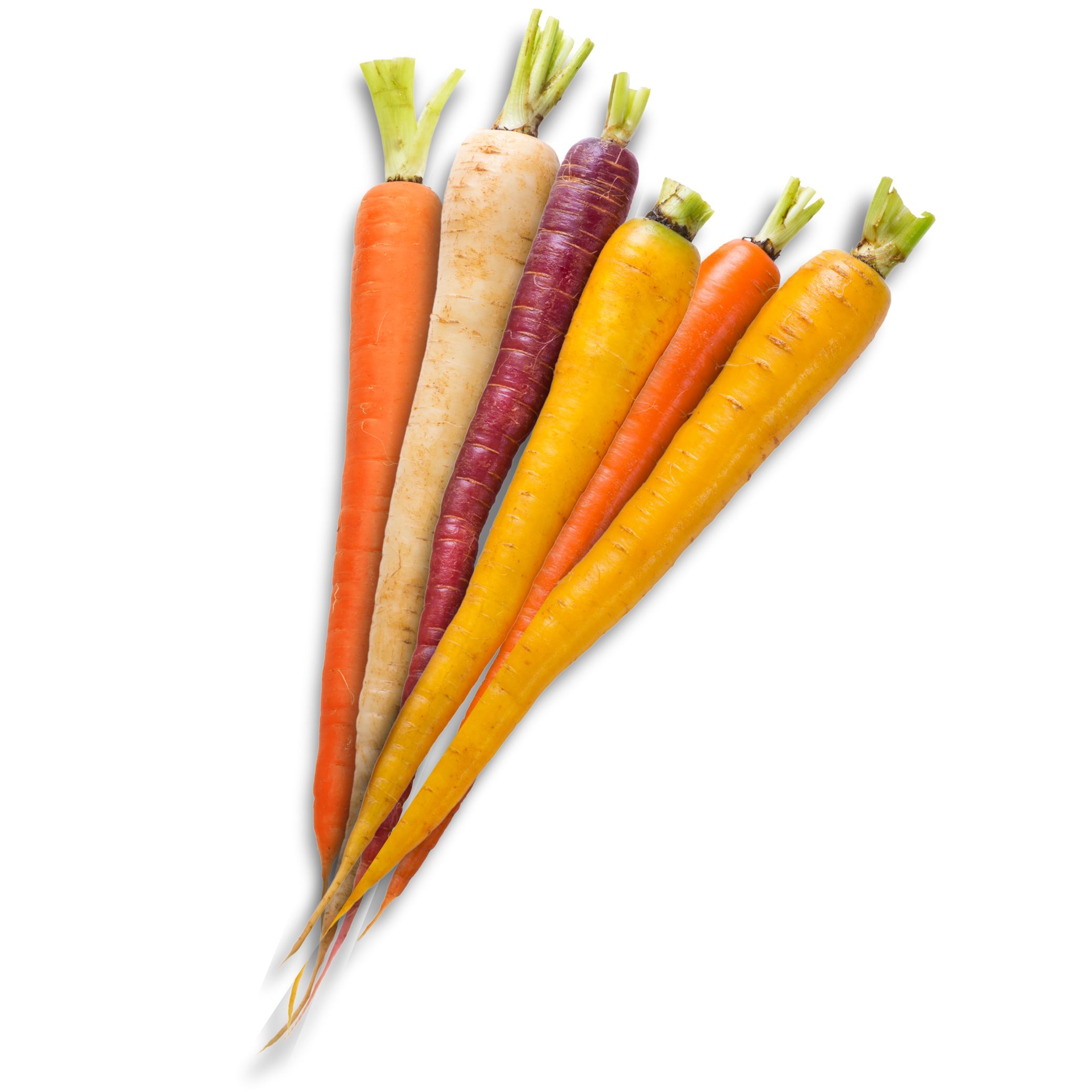 Carrot Rainbow Mix גזר צבעוני Carrot Rainbow Mix גזר צבעוני