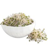 Broccoli sprouts נבטי ברוקולי נבטים