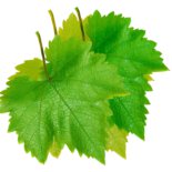 עלי גפן Grape Leaves
