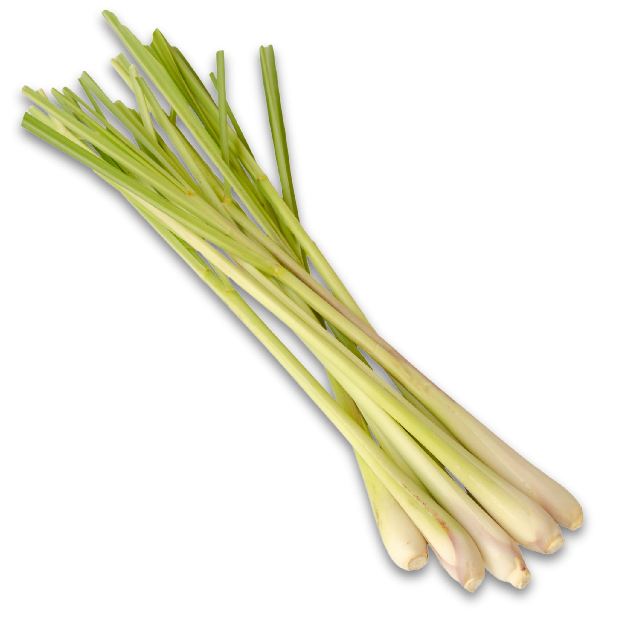 למון גראס lemon grass למון גראס lemon grass