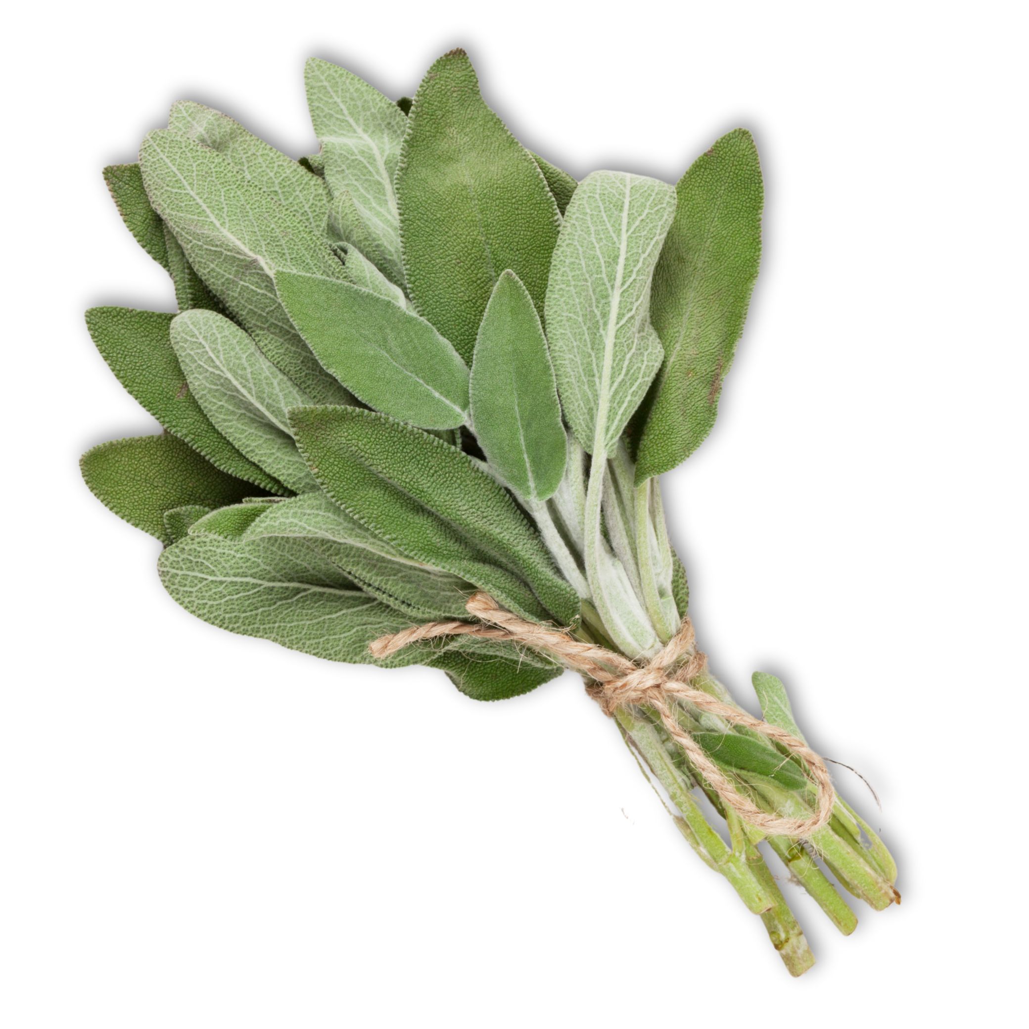 sage מרווה sage מרווה