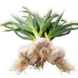 שום עלים טרי ישראלי עם פקעות גדולות