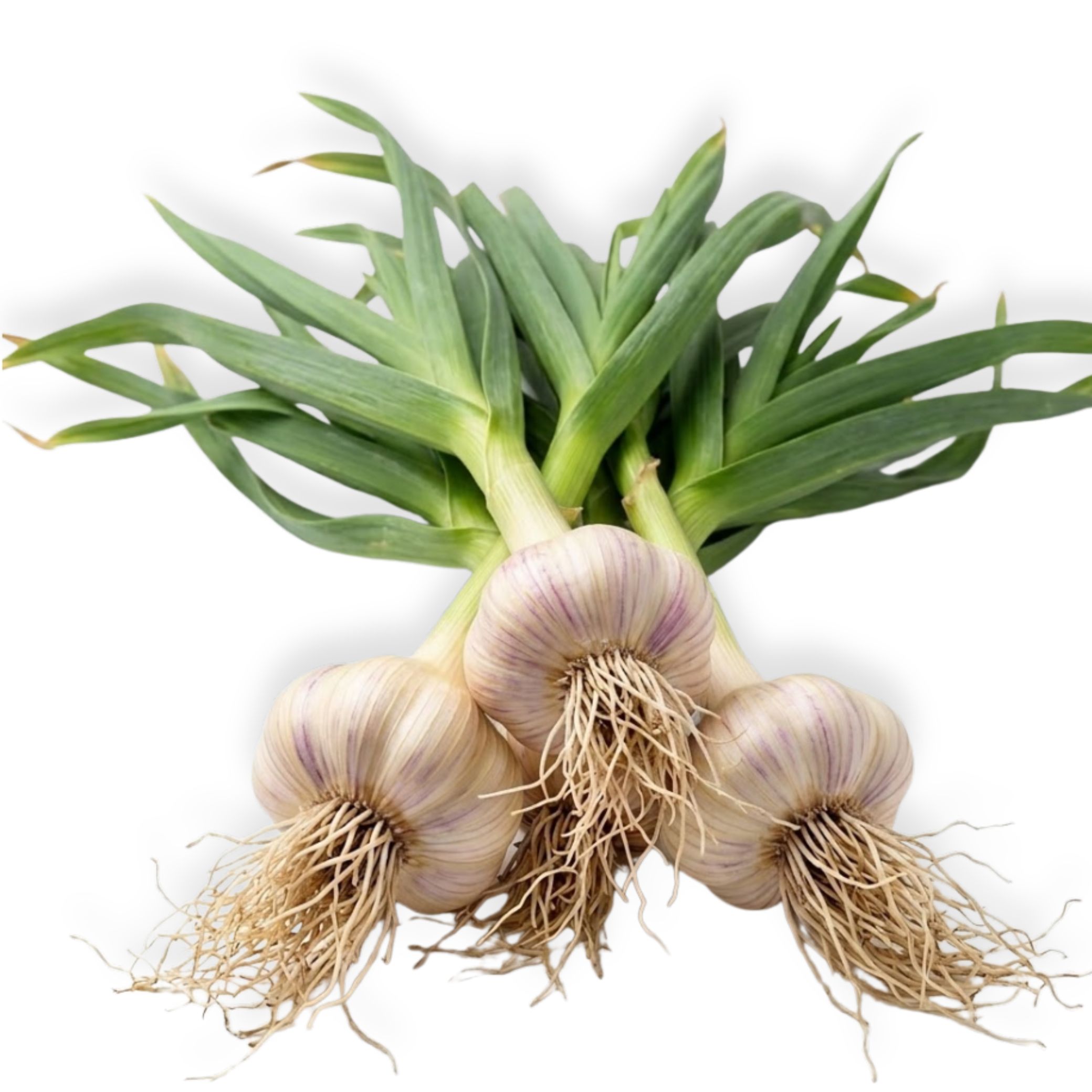 שום עלים טרי ישראלי עם פקעות גדולות