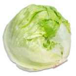 Iceberg lettuce חסה אייסברג