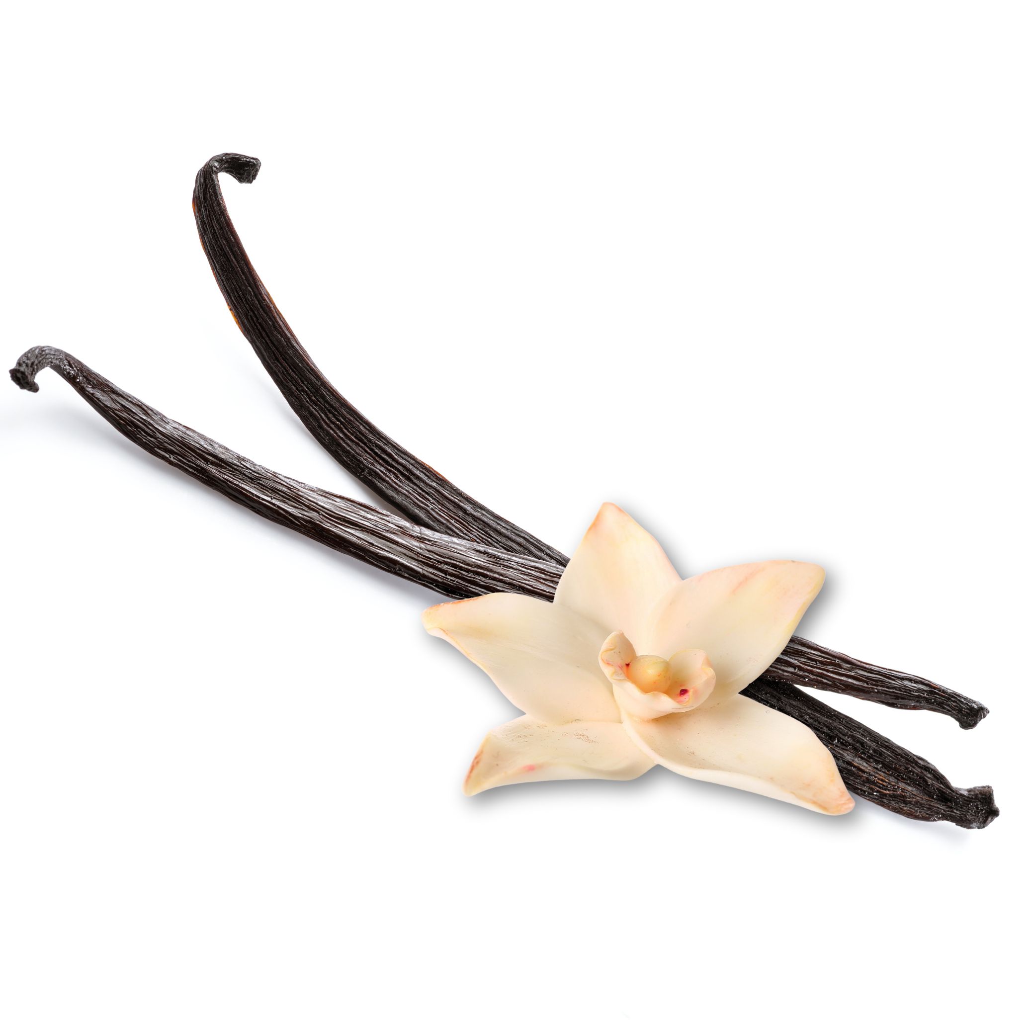 A pair of vanilla sticks זוג מקלות וניל